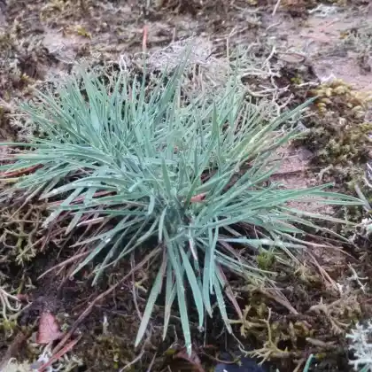 Foto von Blaugraue Kammschmiele (Koeleria glauca)