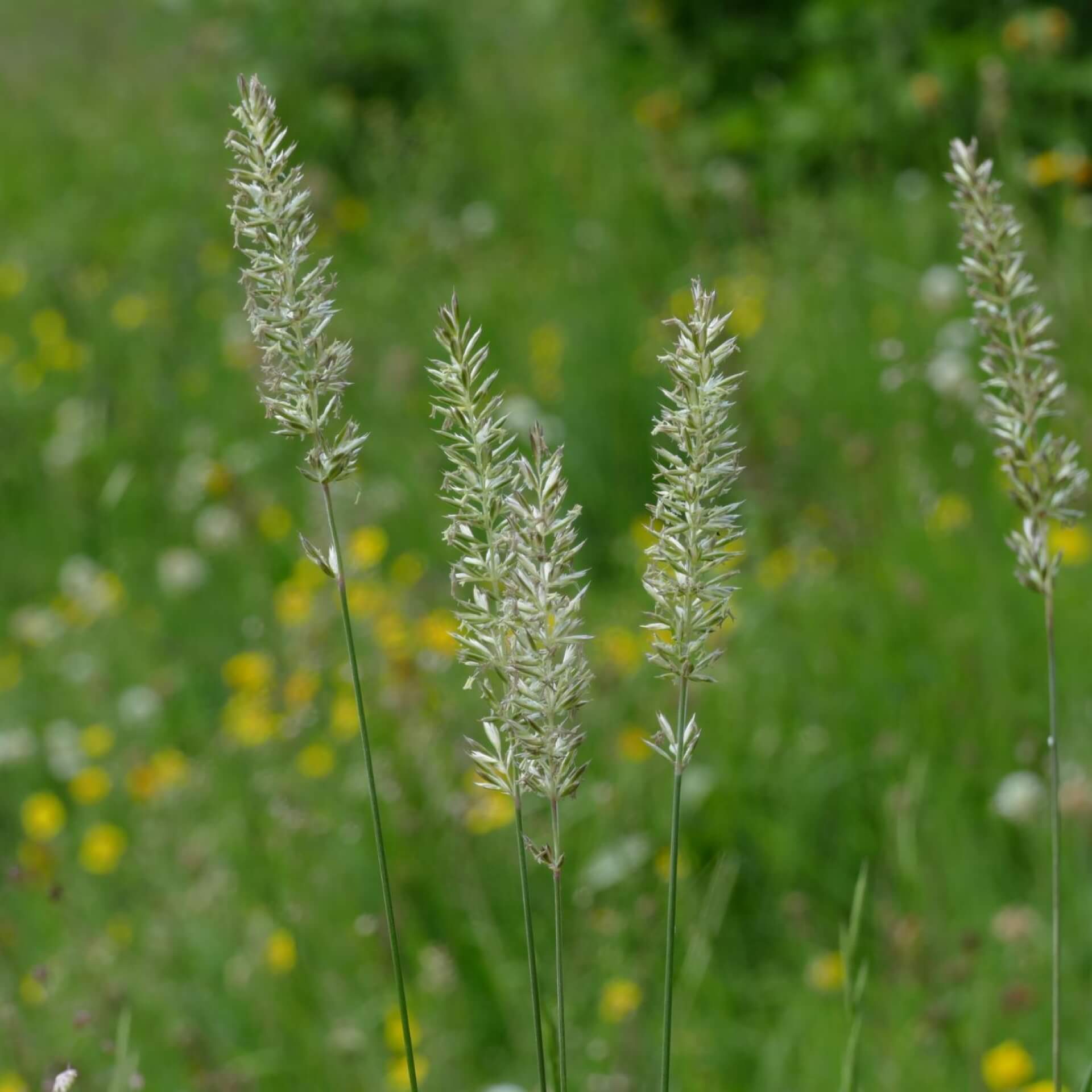 Großes Schillergras (Koeleria pyramidata)