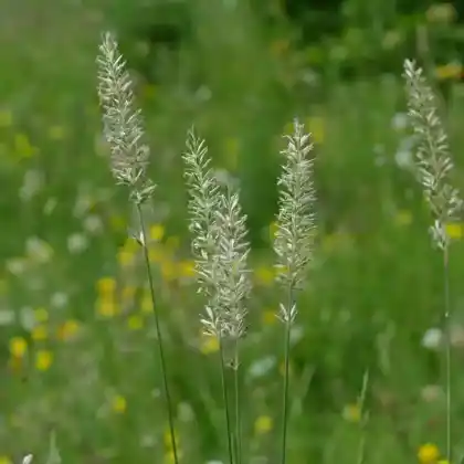 Foto von Großes Schillergras (Koeleria pyramidata)