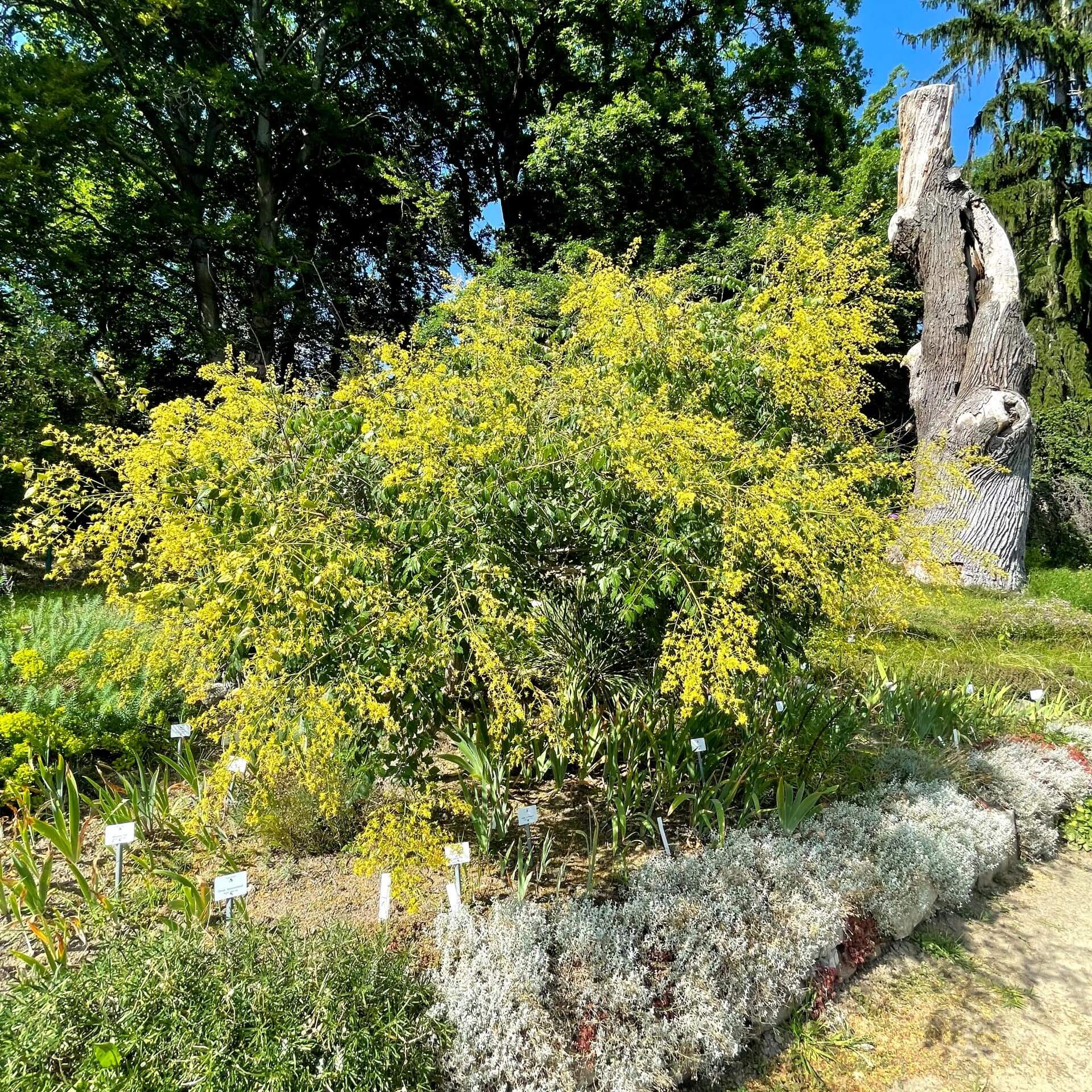 Blasenbaum (Koelreuteria paniculata)