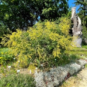Blasenbaum (Koelreuteria paniculata)