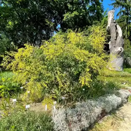 Foto von Blasenbaum (Koelreuteria paniculata)
