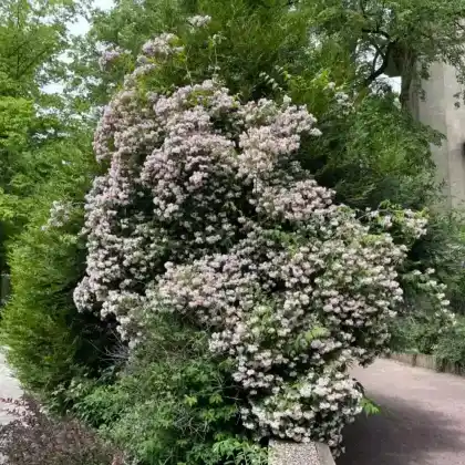 Foto von Perlmuttstrauch (Kolkwitzia amabilis)