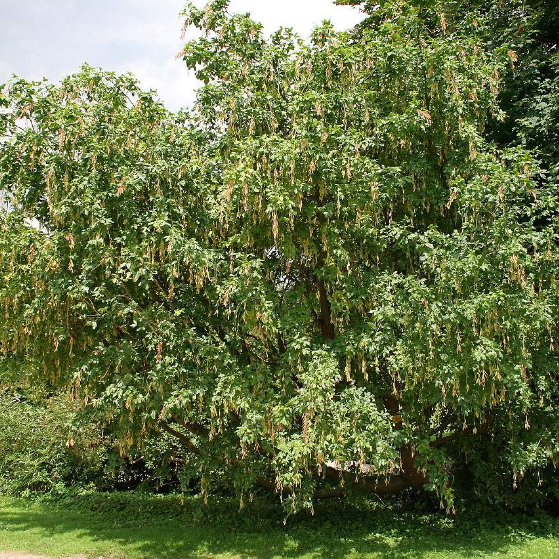 Alpen-Goldregen (Laburnum alpinum)