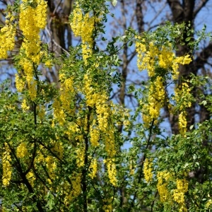 Laburnum anagyroides