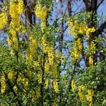 Foto von Gemeiner Goldregen (Laburnum anagyroides)