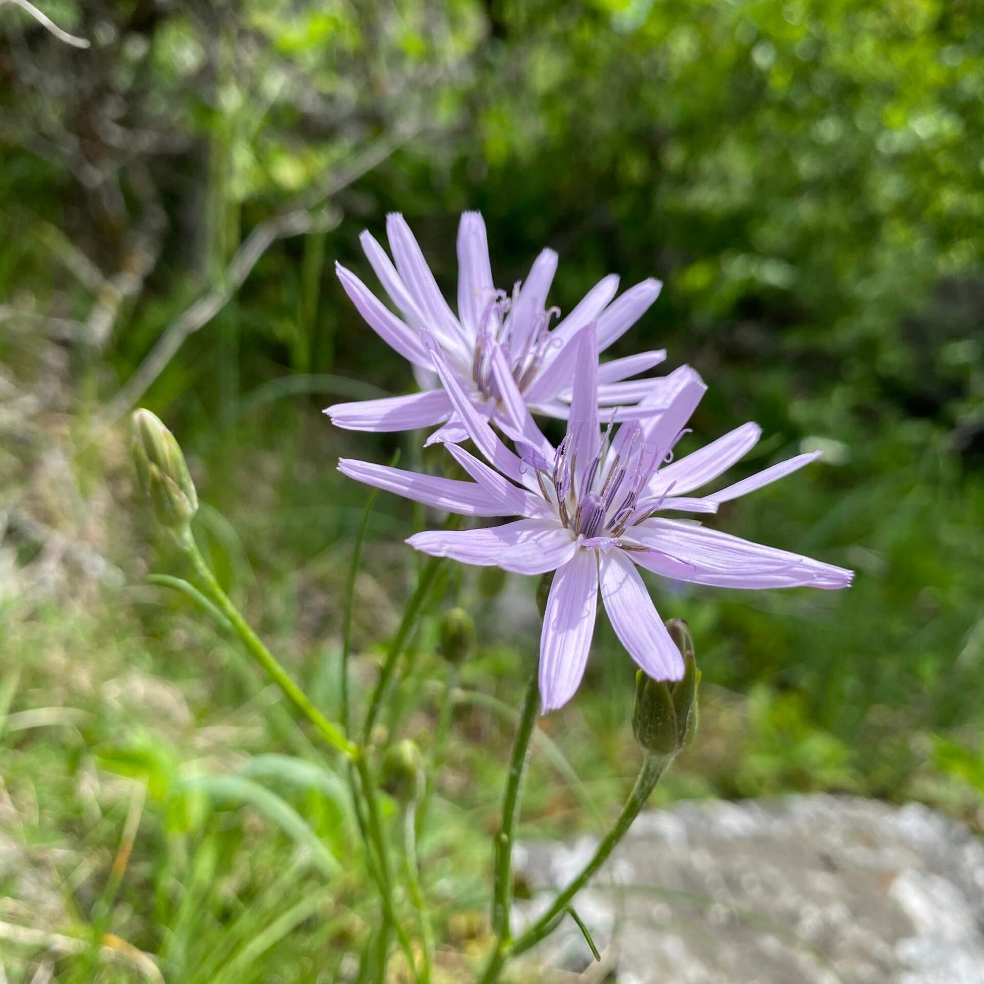 Blauer Lattich (Lactuca perennis)