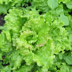Grüner Salat (Lactuca sativa)