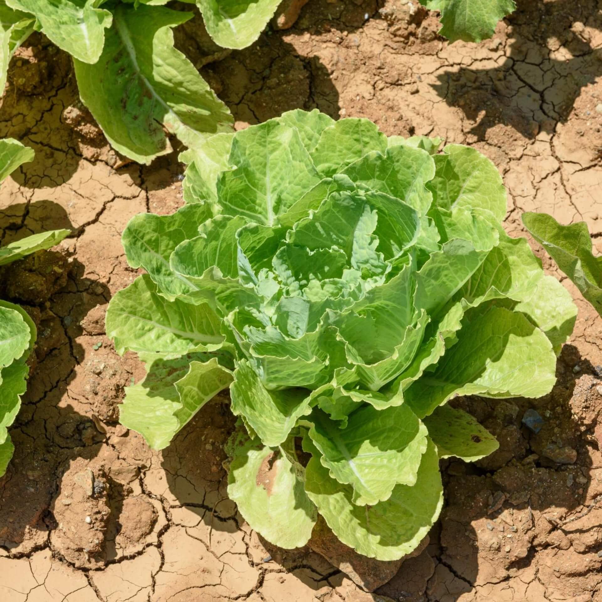 Grüner Salat (Lactuca sativa)