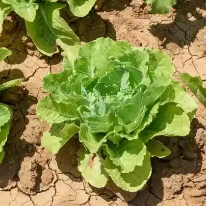 Foto von Grüner Salat (Lactuca sativa)