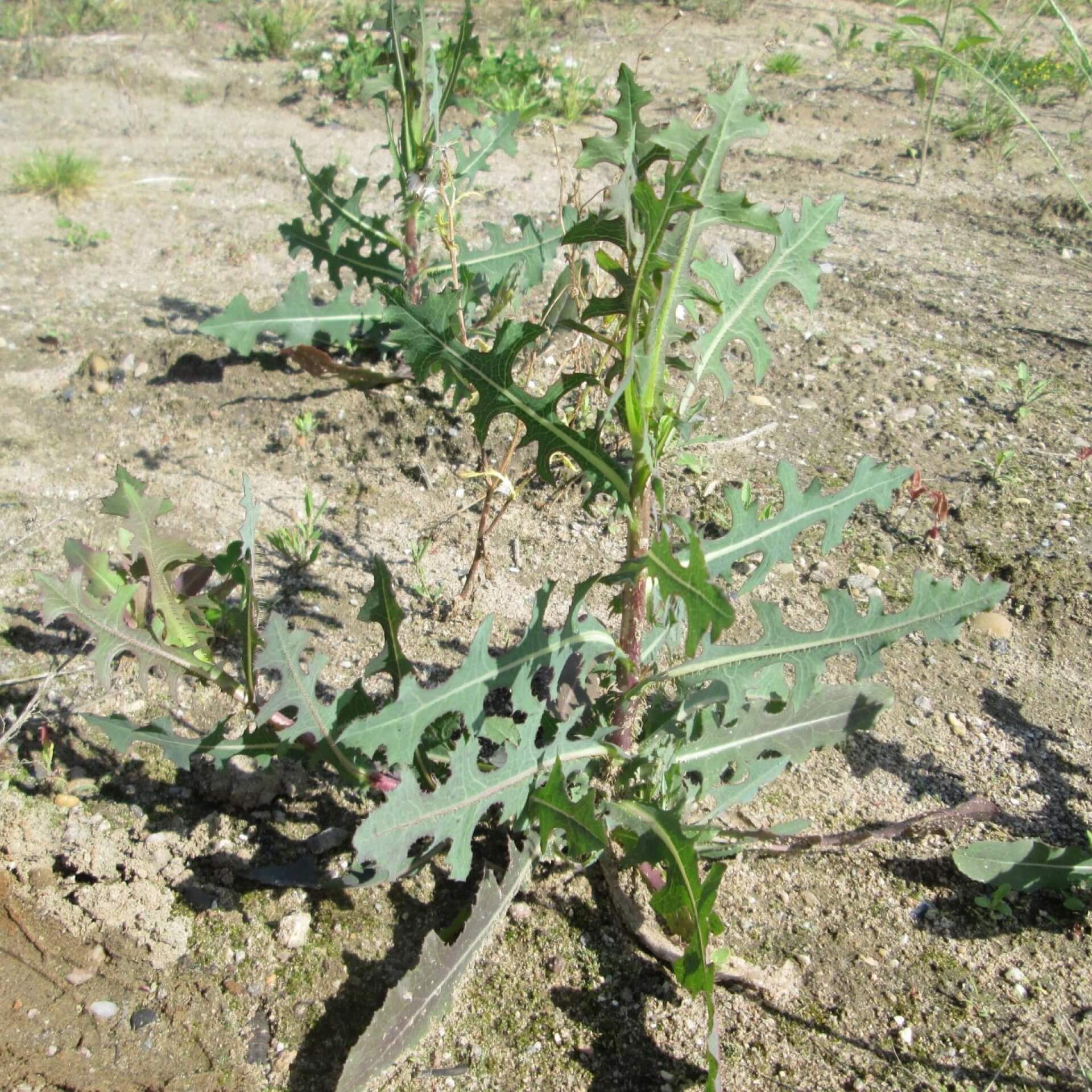 Kompass-Lattich (Lactuca serriola)