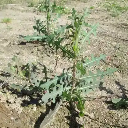 Foto von Kompass-Lattich (Lactuca serriola)