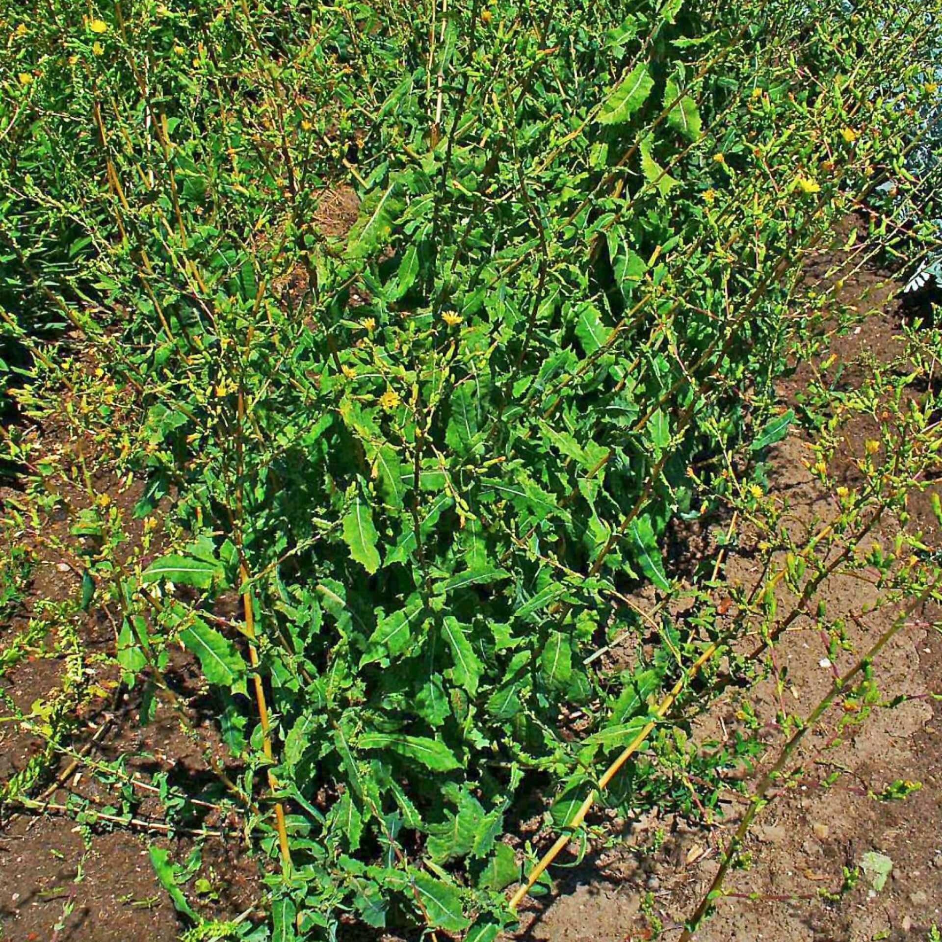 Gift-Lattich (Lactuca virosa)