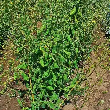 Foto von Gift-Lattich (Lactuca virosa)