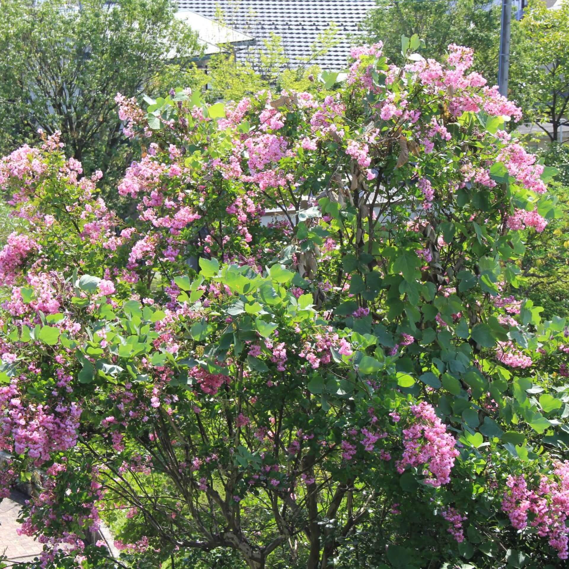 Indische Lagerstroemie (Lagerstroemia indica)