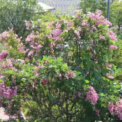 Foto von Indische Lagerstroemie (Lagerstroemia indica)