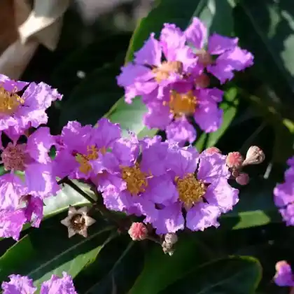 Foto von Prächtige Lagerstroemie (Lagerstroemia speciosa)