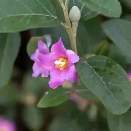 Foto von Norfolk-Hibiskus (Lagunaria patersonia)