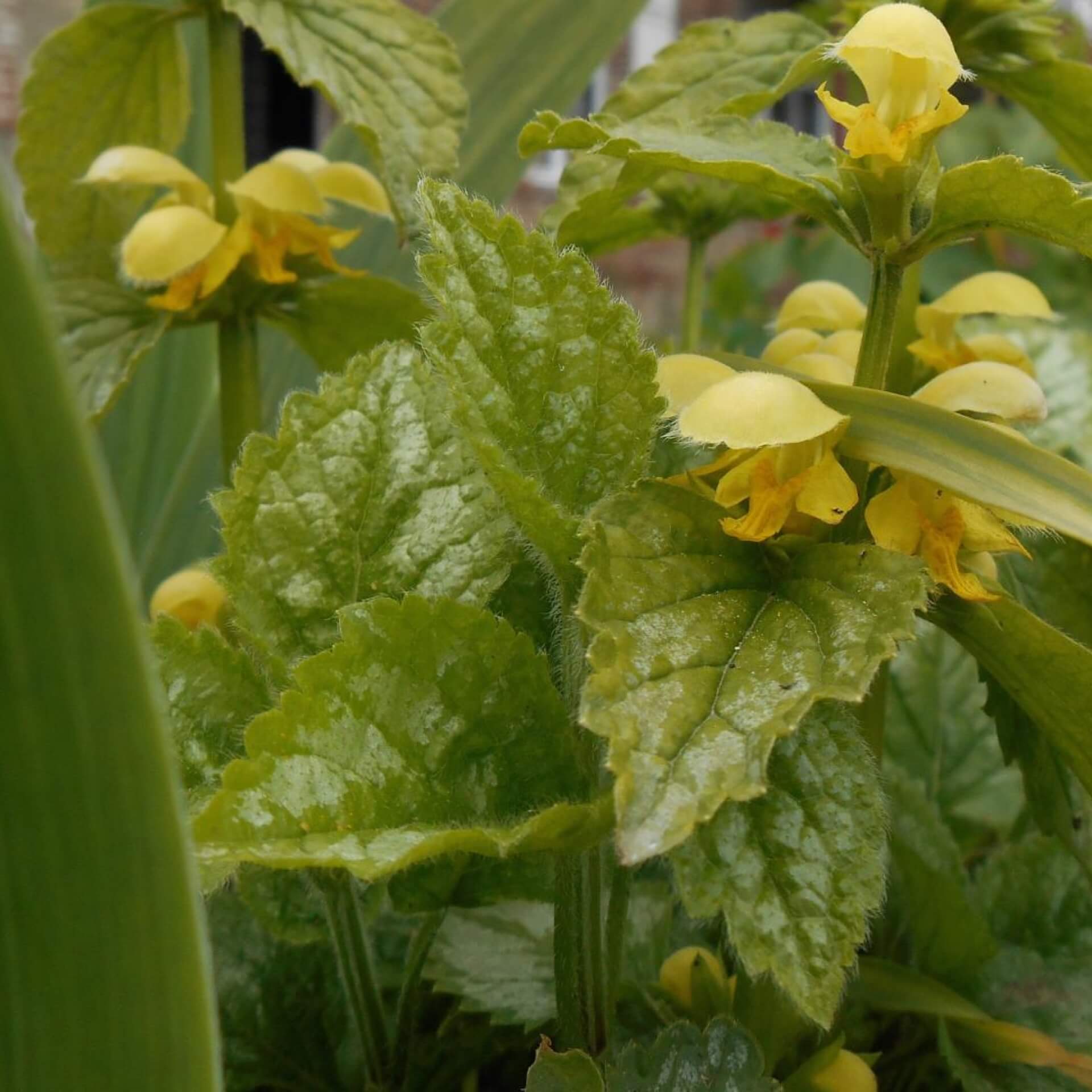 Goldnessel 'Florentinum' (Lamium galeobdolon 'Florentinum')