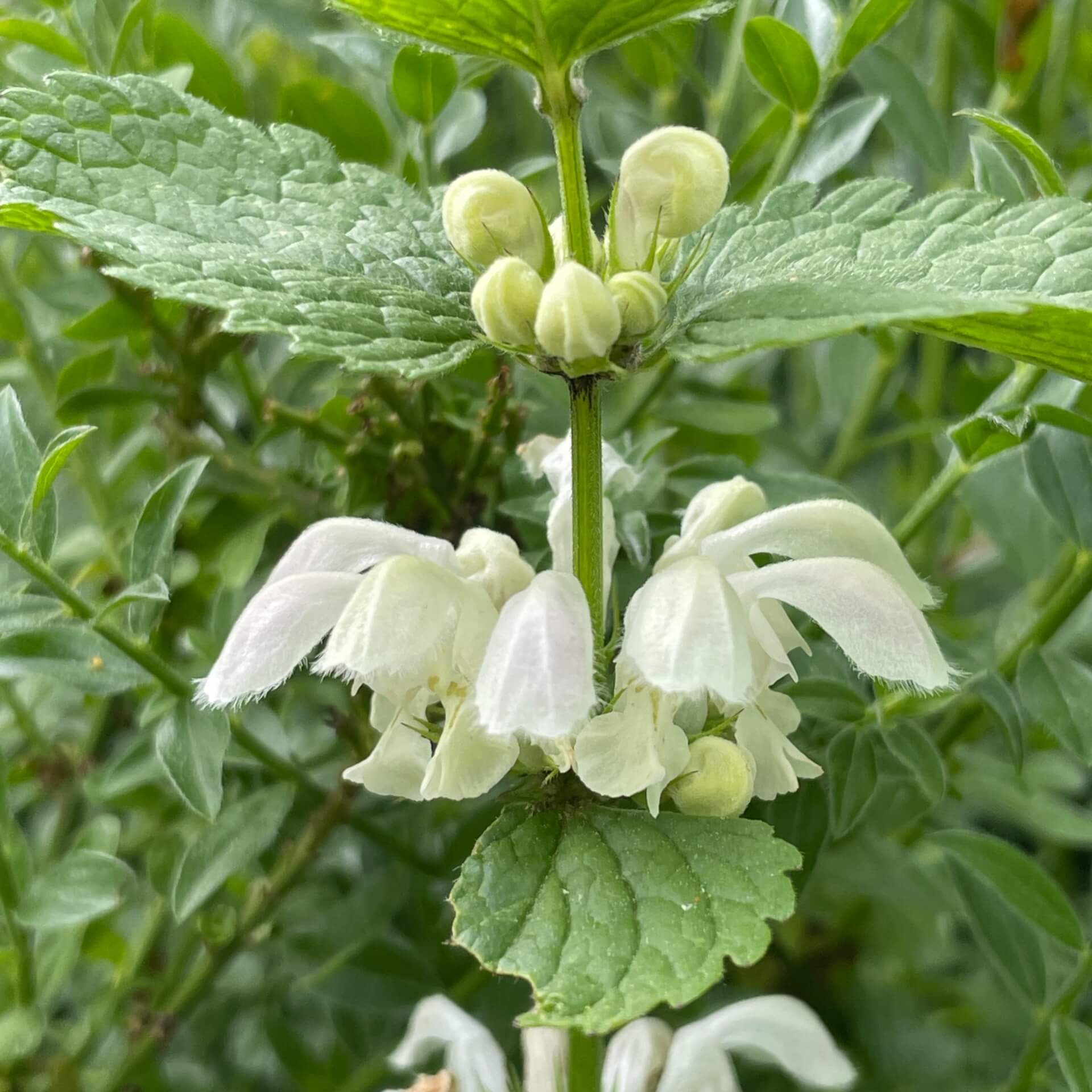 Weiße Taubnessel (Lamium album)