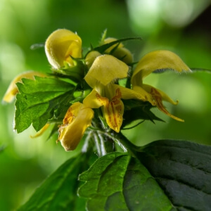 Lamium galeobdolon