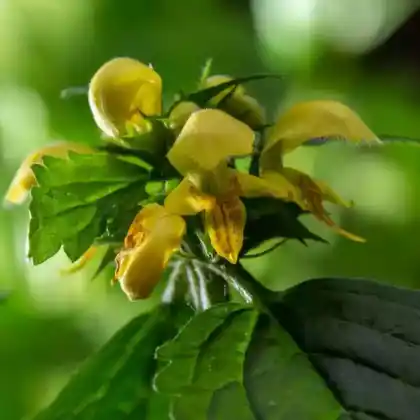Foto von Gewöhnliche Goldnessel (Lamium galeobdolon)