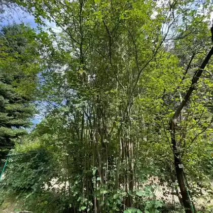 Foto von Ährige Felsenbirne (Amelanchier spicata)