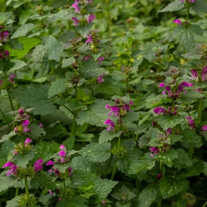 Lamium maculatum