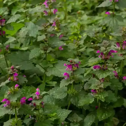 Foto von Gefleckte Taubnessel (Lamium maculatum)