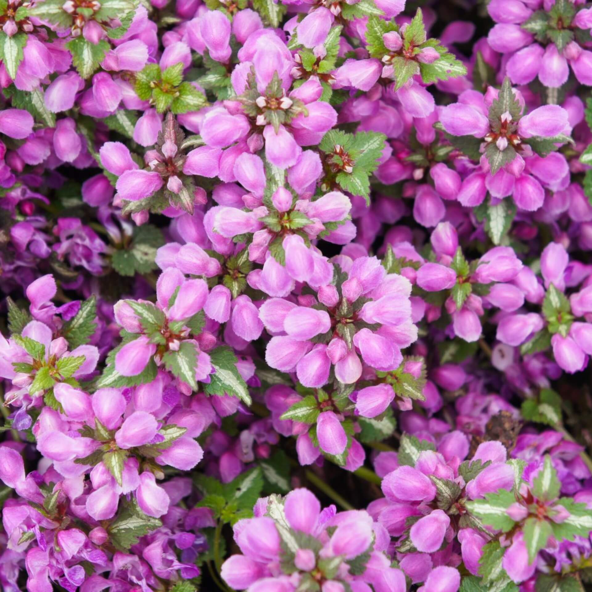 Silberblatt-Taubnessel 'Pink Pewter' (Lamium maculatum 'Pink Pewter')