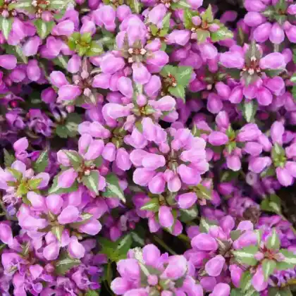 Foto von Silberblatt-Taubnessel 'Pink Pewter' (Lamium maculatum 'Pink Pewter')