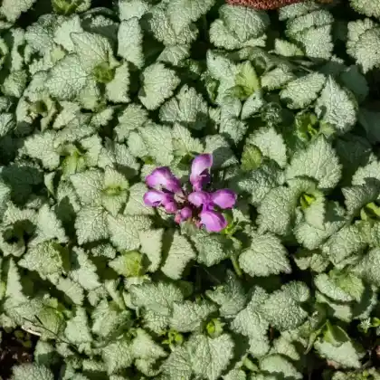 Foto von Gefleckte Taubnessel 'Red Nancy' (Lamium maculatum 'Red Nancy')
