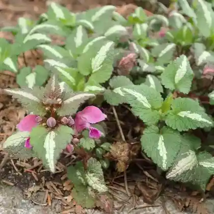 Foto von Gefleckte Taubnessel 'Roseum' (Lamium maculatum 'Roseum')