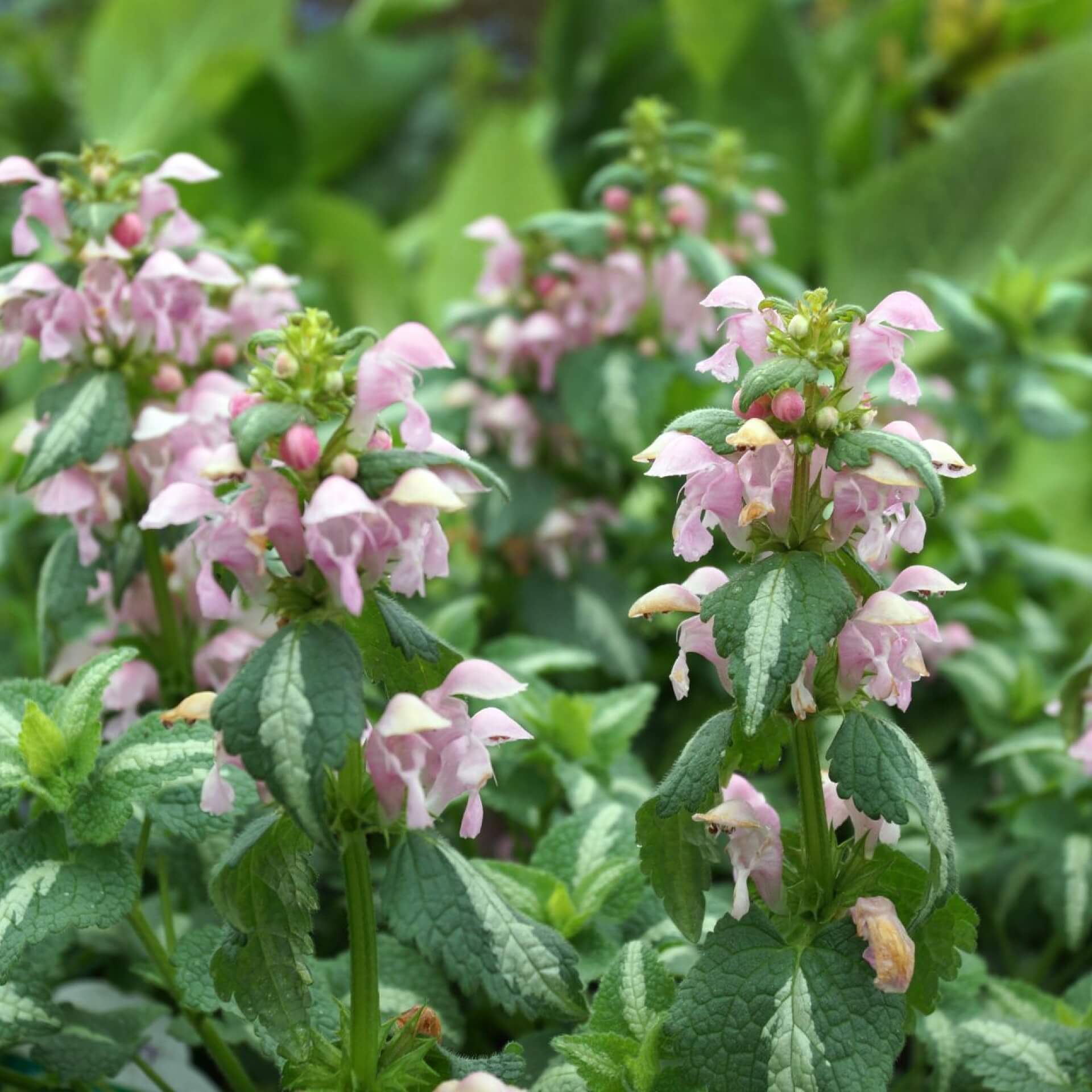 Gefleckte Taubnessel 'Shell Pink' (Lamium maculatum 'Shell Pink')