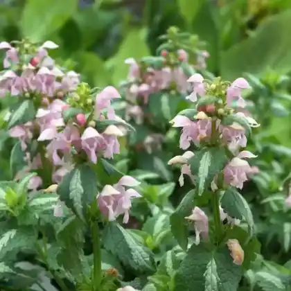 Foto von Gefleckte Taubnessel 'Shell Pink' (Lamium maculatum 'Shell Pink')