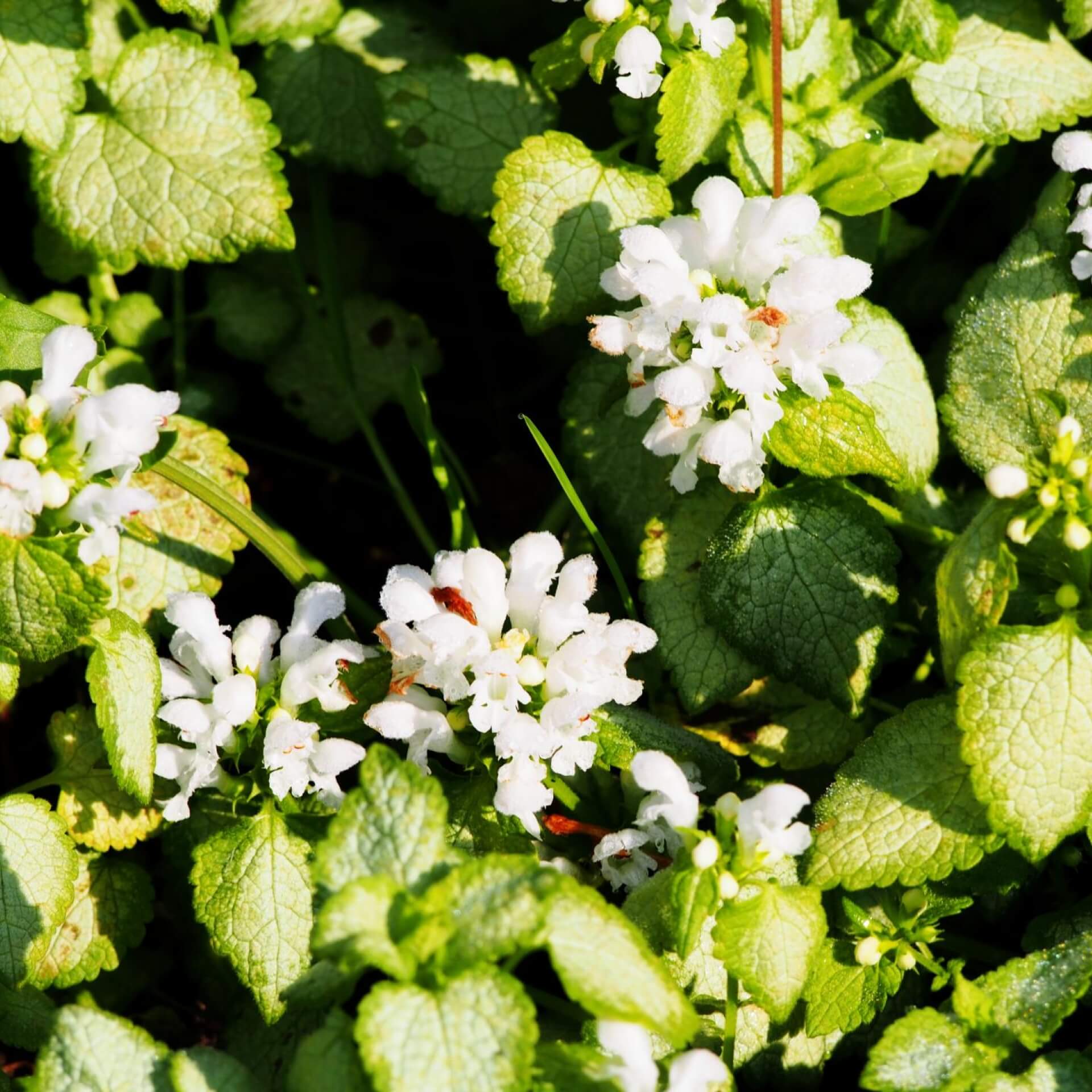 Gefleckte Taubnessel 'White Nancy' (Lamium maculatum 'White Nancy')