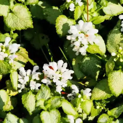 Foto von Gefleckte Taubnessel 'White Nancy' (Lamium maculatum 'White Nancy')