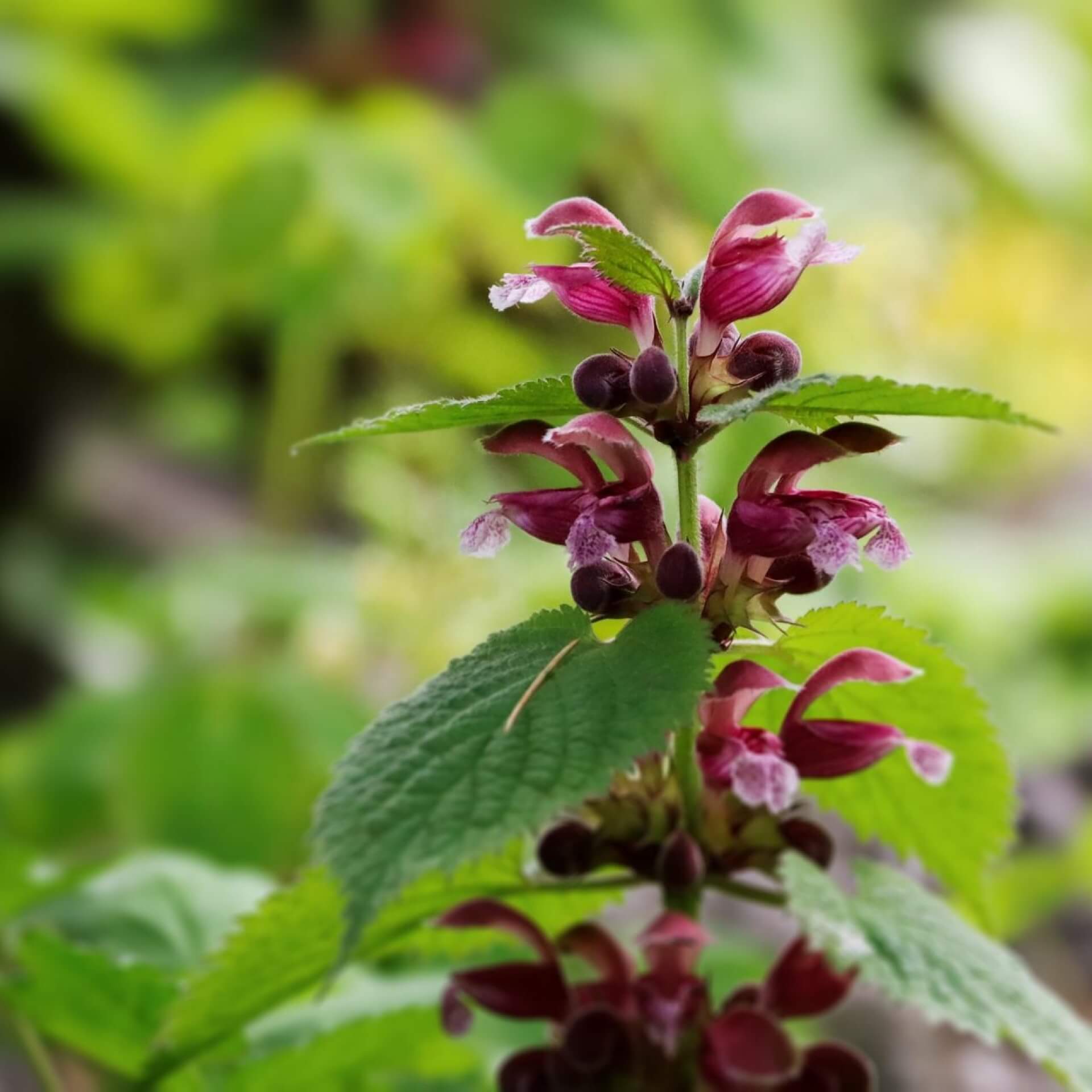 Nesselkönig (Lamium orvala)