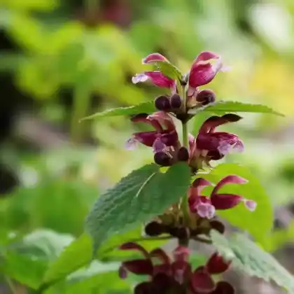 Foto von Nesselkönig (Lamium orvala)