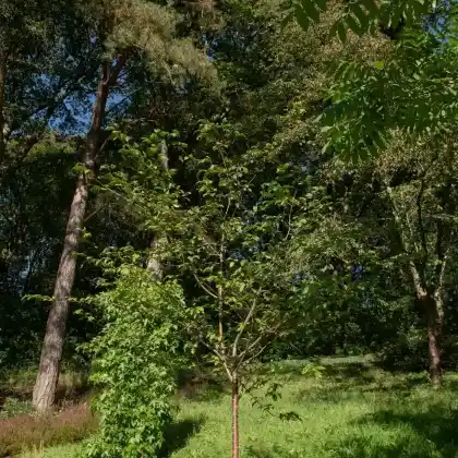 Foto von Felsenbirne-Eberesche Hybride (Amelasorbus x raciborskiana)