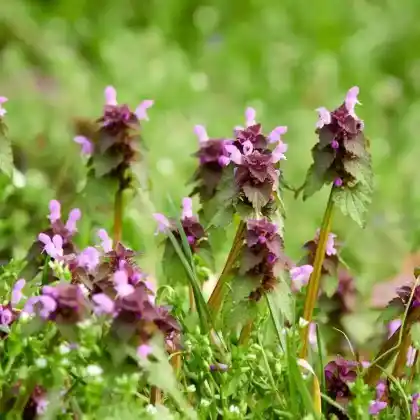Foto von Purpurrote Taubnessel (Lamium purpureum)