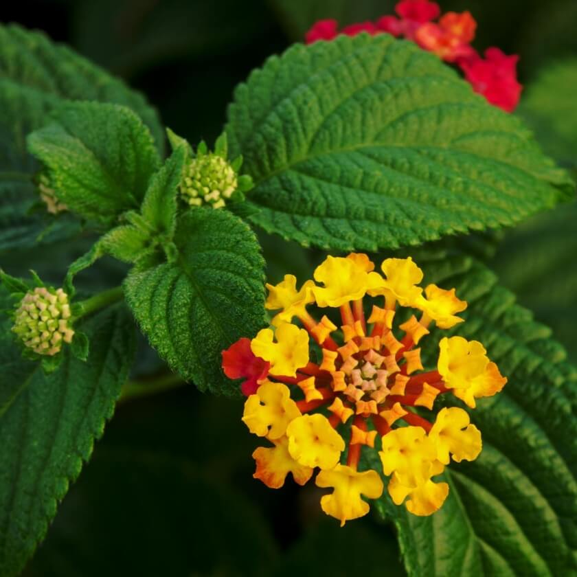 Wandelröschen / Lantana camara