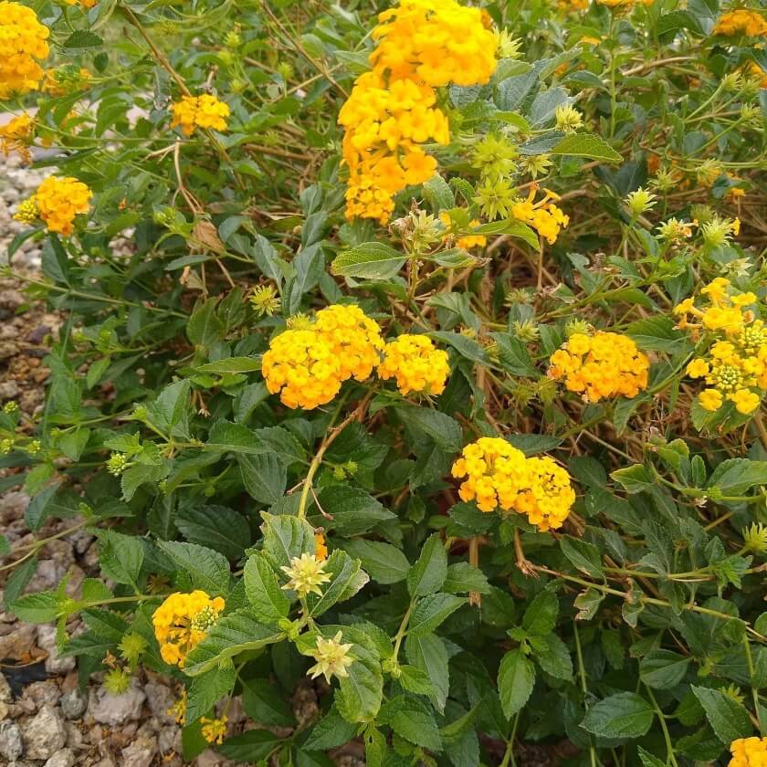 Wandelröschen / Lantana camara