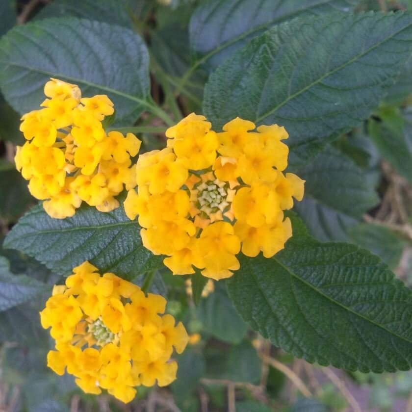 Wandelröschen / Lantana camara