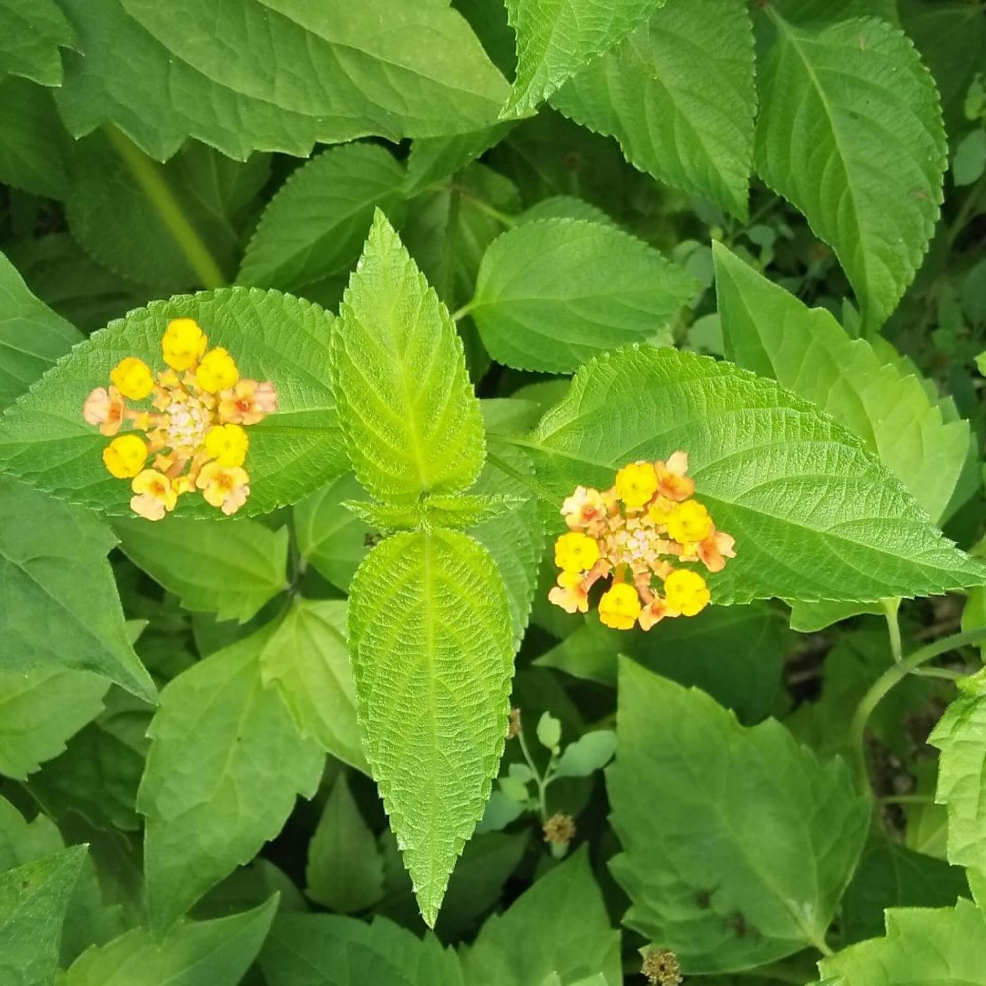 Wandelröschen (Lantana camara)