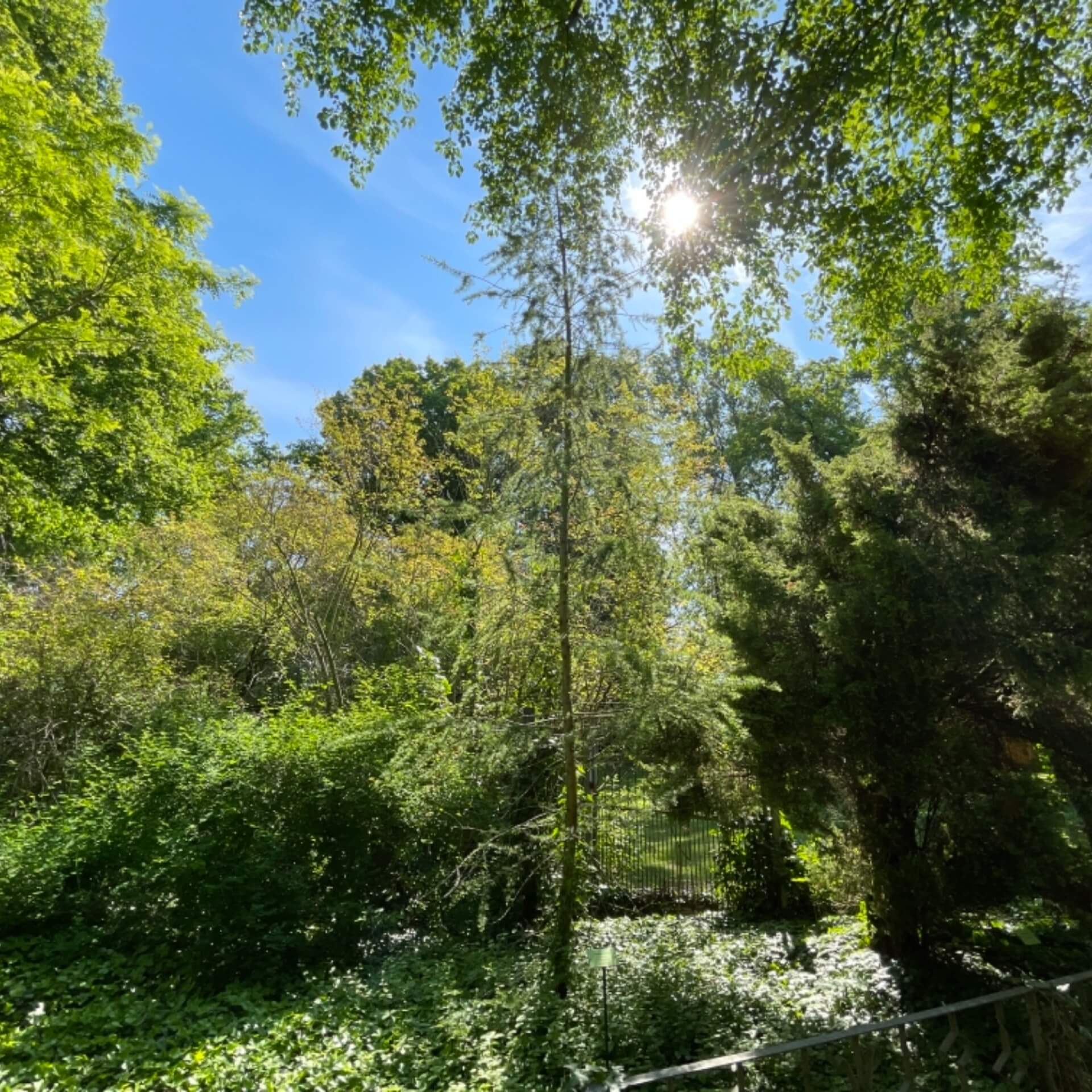 Europäische Lärche (Larix decidua)