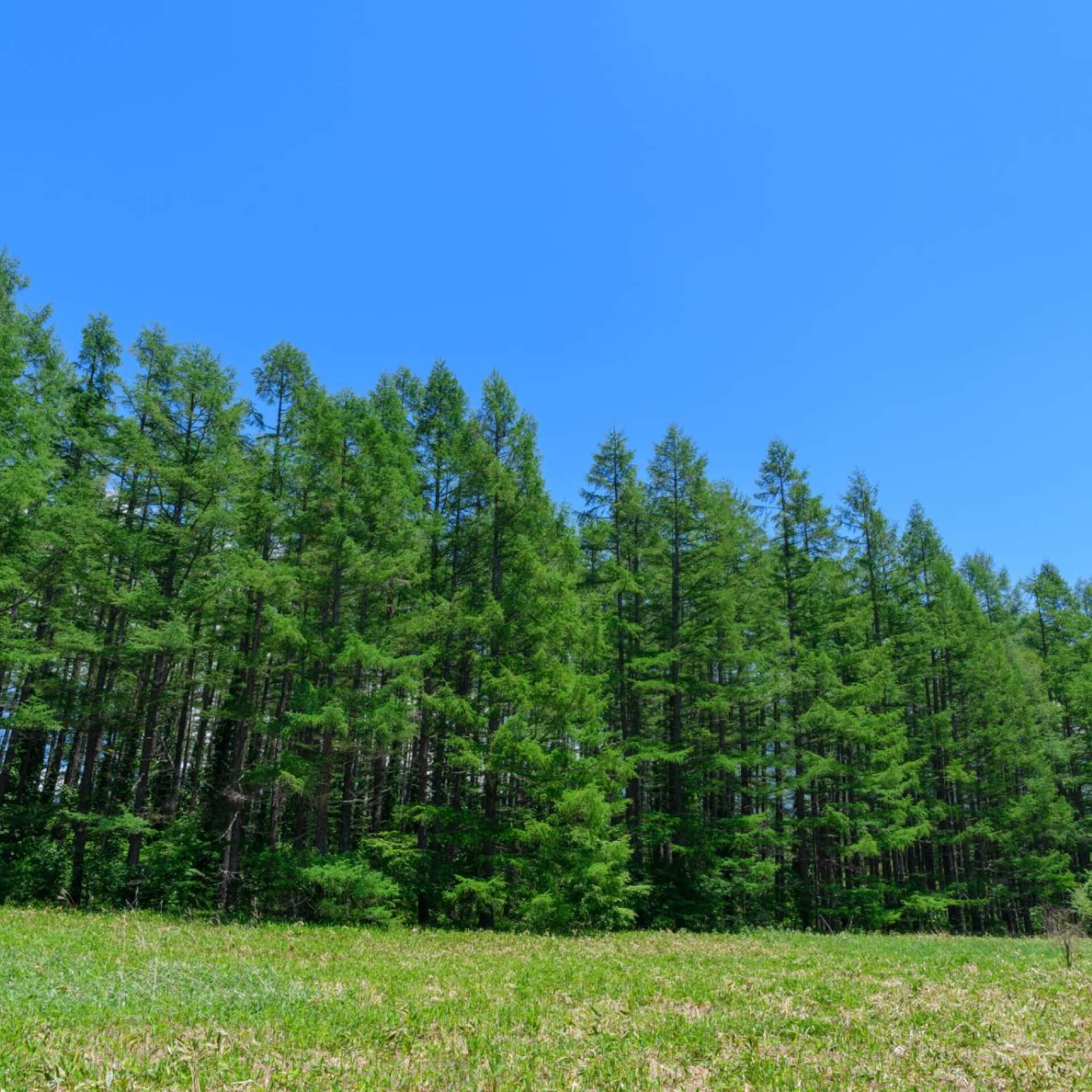 Japanische Lärche (Larix kaempferi)