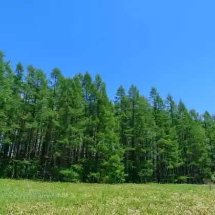 Foto von Japanische Lärche (Larix kaempferi)