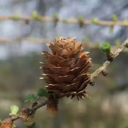 Foto von Hybrid-Lärche (Larix x marschlinsii)