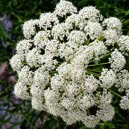 Foto von Französisches Laserkraut (Laserpitium gallicum)
